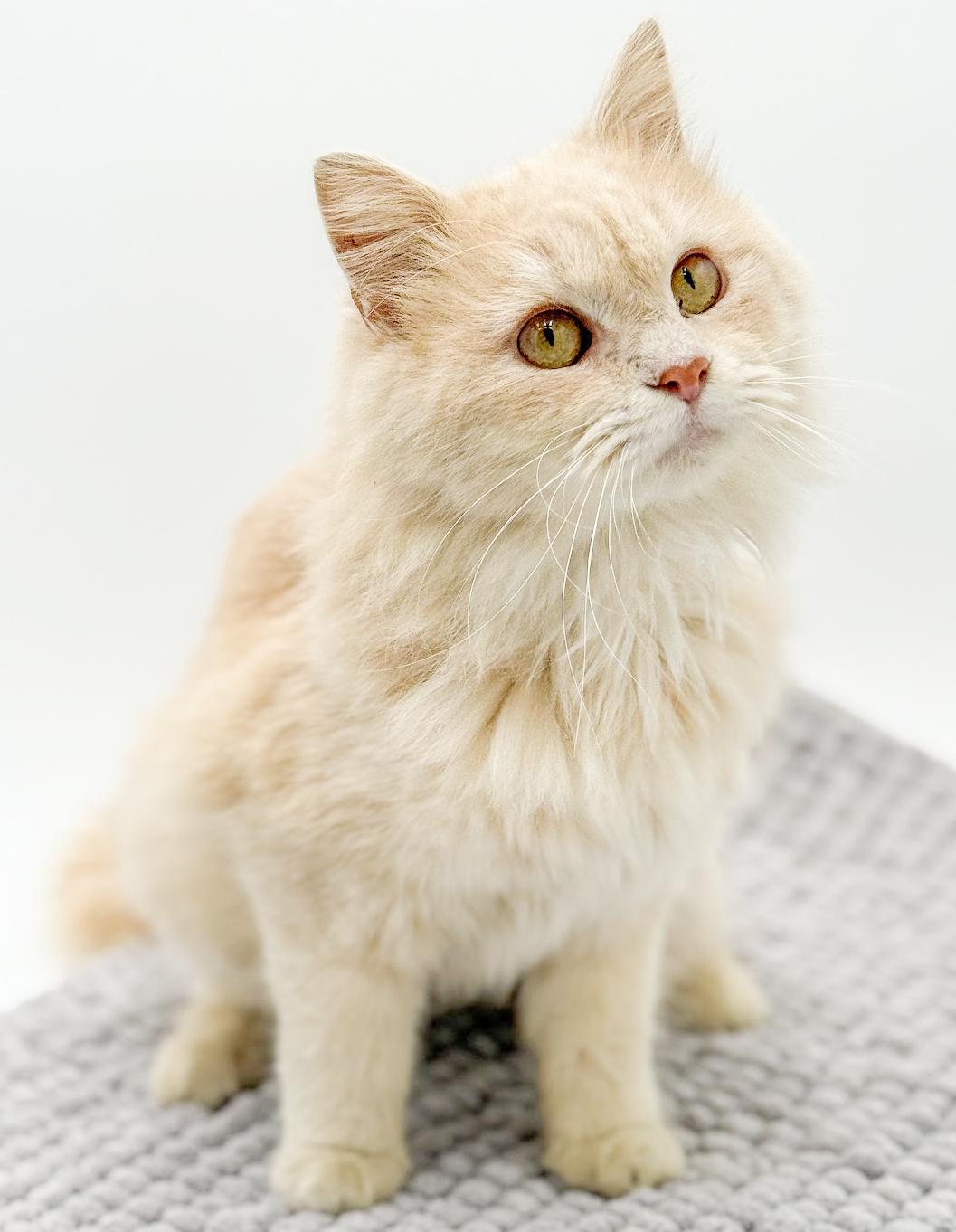 Enlarge Beanie is OMG smooshy floofy love muffin!  VIDEO of this dream therapy angel!, an adopted mixed breed in Bedford Hills, NY image 5/6