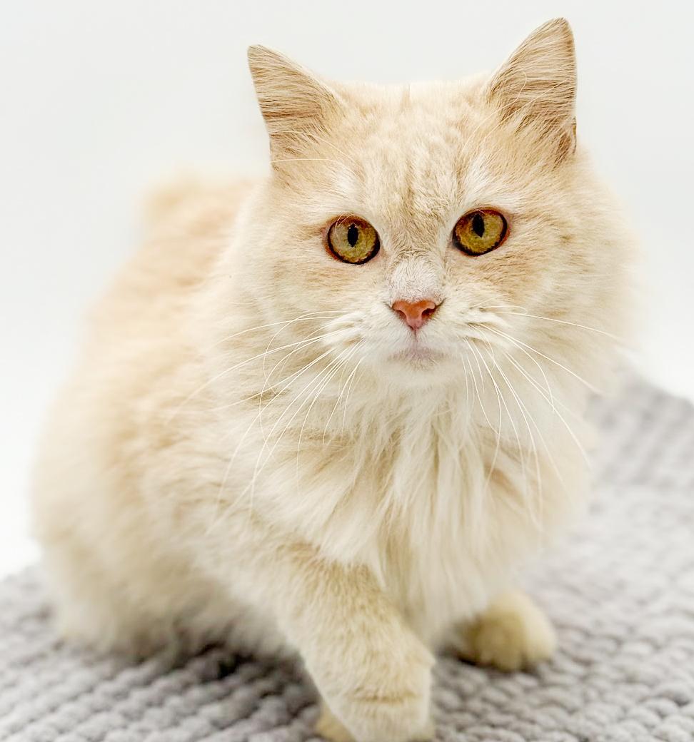 Enlarge Beanie is OMG smooshy floofy love muffin!  VIDEO of this dream therapy angel!, an adopted mixed breed in Bedford Hills, NY image 6/6