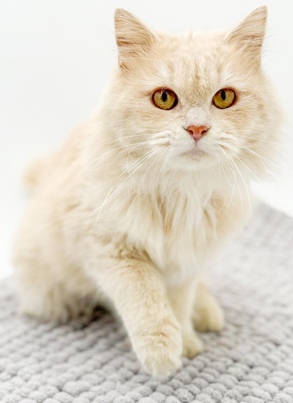 Enlarge Beanie is OMG smooshy floofy love muffin!  VIDEO of this dream therapy angel!, an adopted mixed breed in Bedford Hills, NY image 3/6