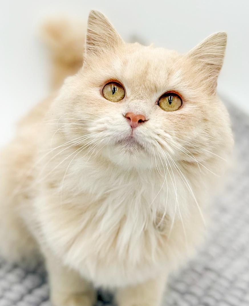 Enlarge Beanie is OMG smooshy floofy love muffin!  VIDEO of this dream therapy angel!, an adopted mixed breed in Bedford Hills, NY image 2/6