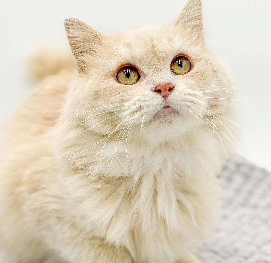 Beanie is OMG smooshy floofy love muffin!  VIDEO of this dream therapy angel!, adopted, Young Female Maine Coon & Persian.
