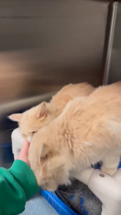 Enlarge Beanie is OMG smooshy floofy love muffin!  VIDEO of this dream therapy angel!, an adopted mixed breed in Bedford Hills, NY video 4/6