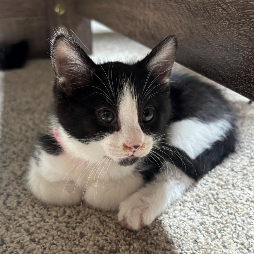 Enlarge Daisy Hildreth, a Adoptable mixed breed in Denver, CO image 2/5