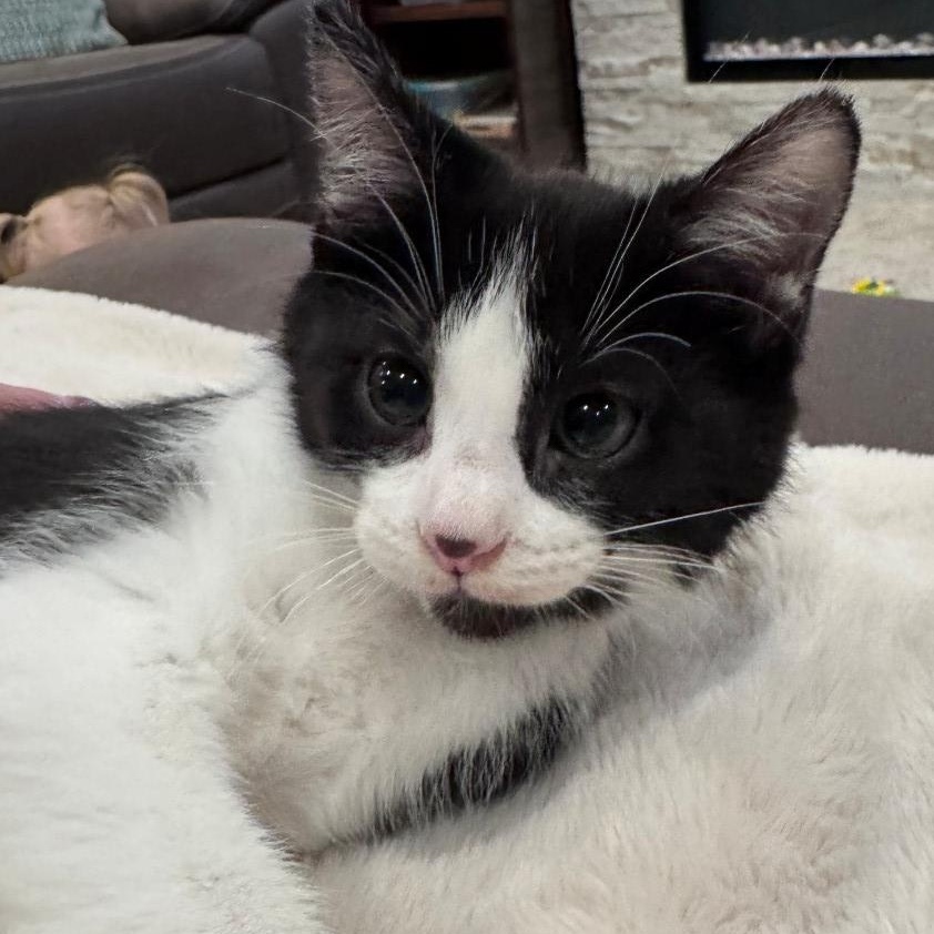 Enlarge Daisy Hildreth, a Adoptable mixed breed in Denver, CO image 5/5
