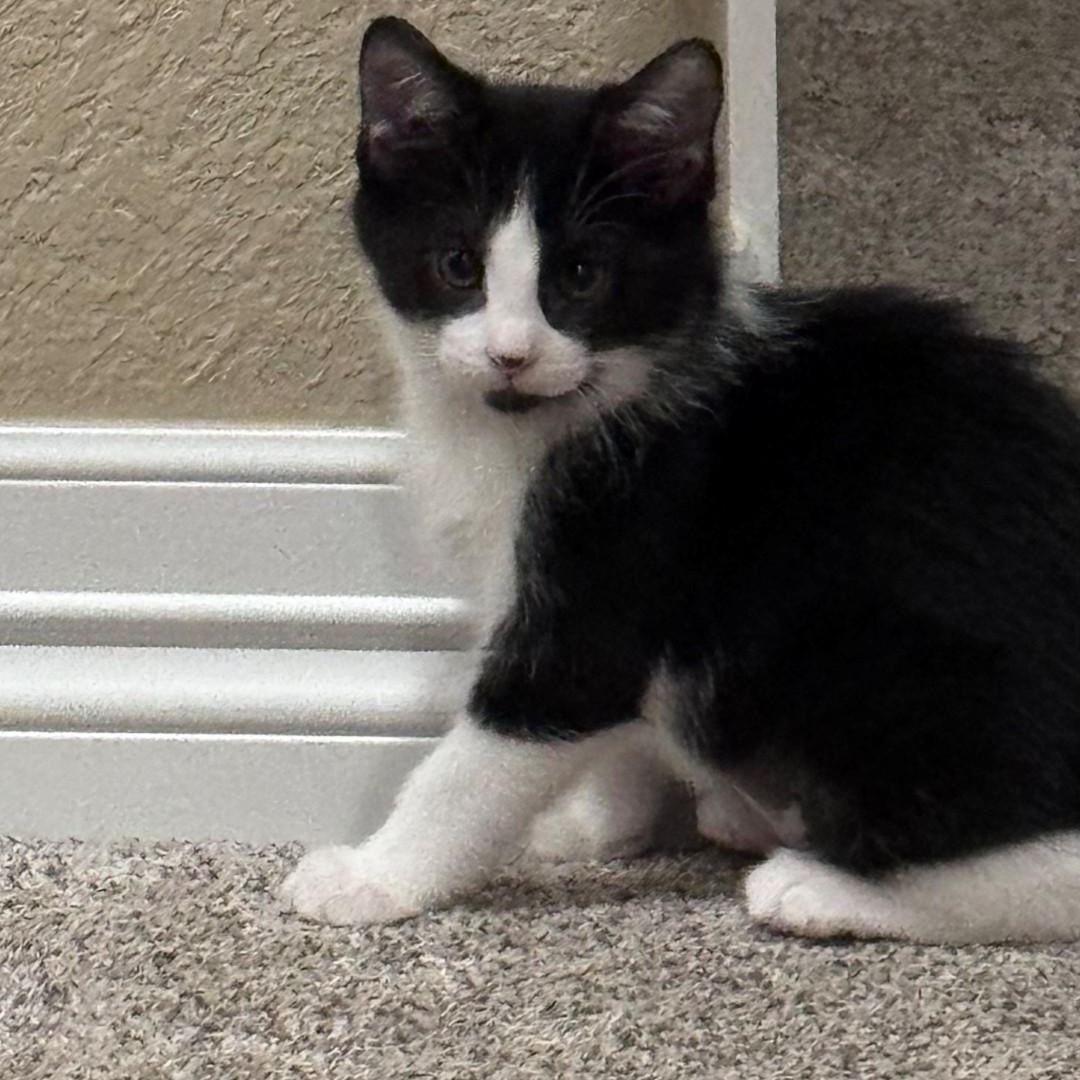 Daisy Hildreth, Adoptable, Kitten Female Domestic Short Hair & Tuxedo.