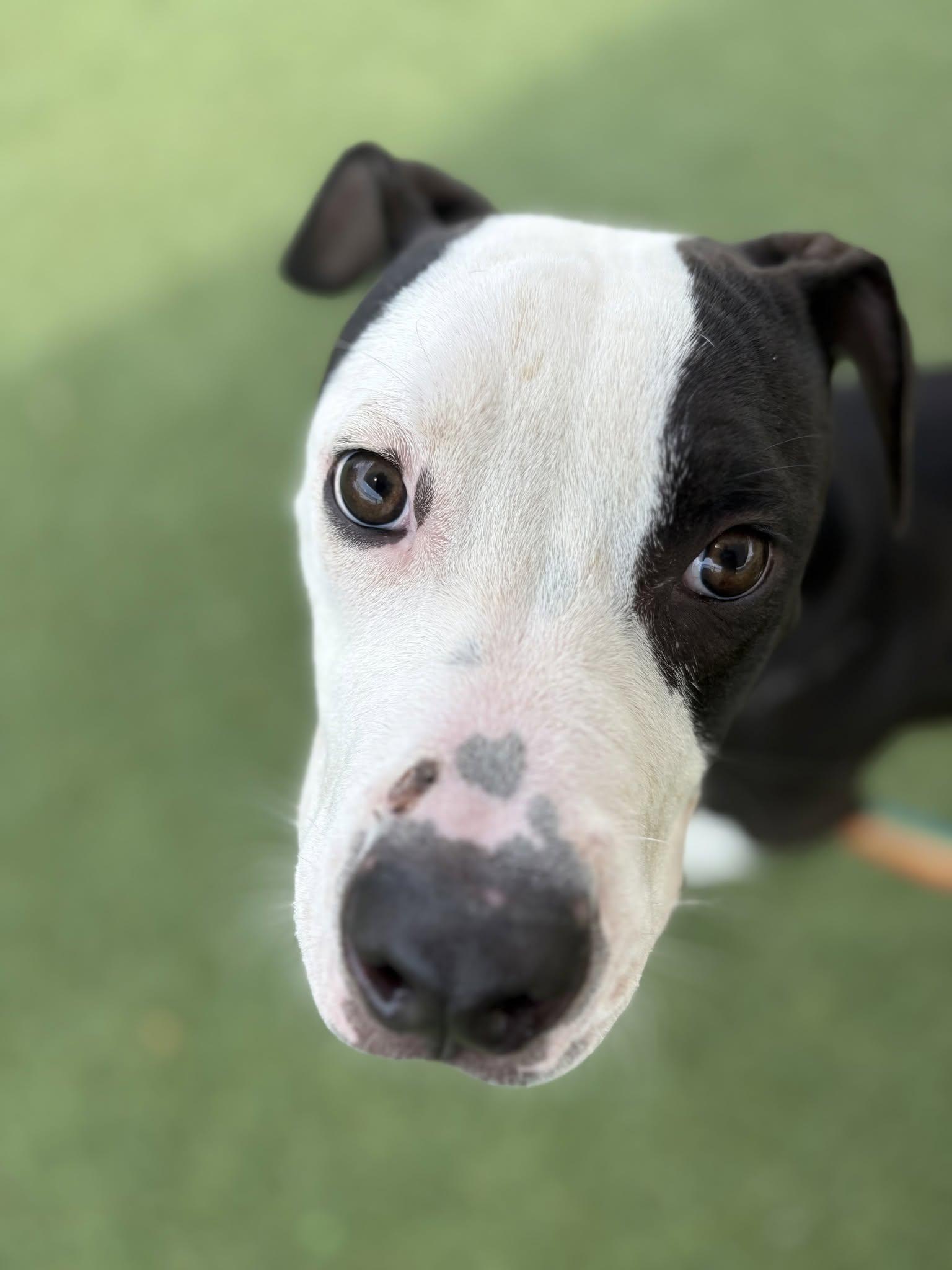 Picnic, an adopted mixed breed in Cleveland, OH image 2/6