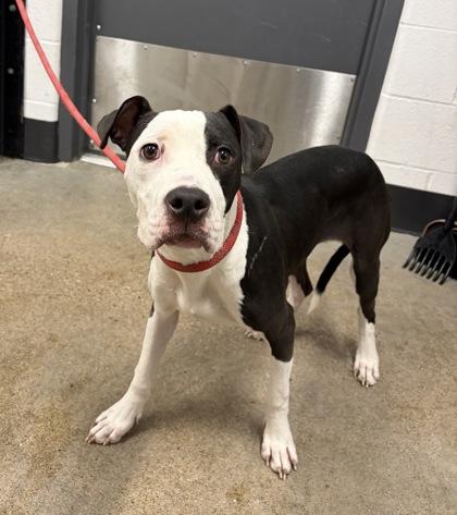 Picnic, an adopted mixed breed in Cleveland, OH image 5/6