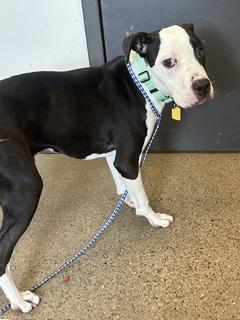 Picnic, an adopted mixed breed in Cleveland, OH image 6/6