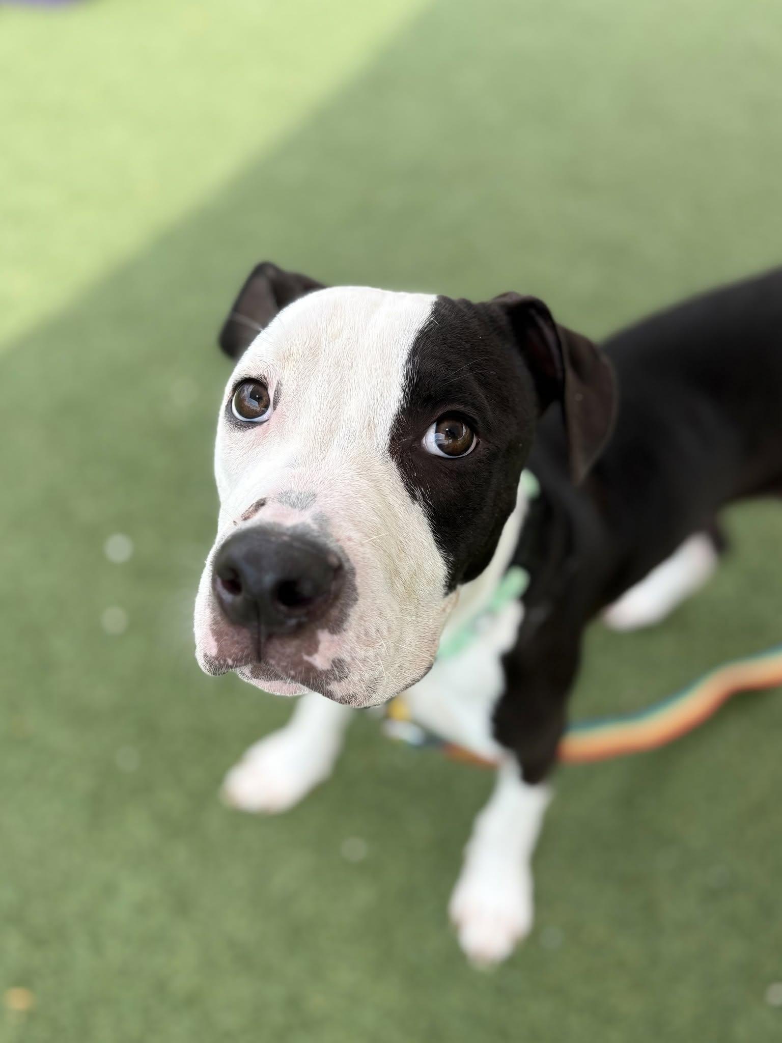 Picnic, an adopted mixed breed in Cleveland, OH image 1/6