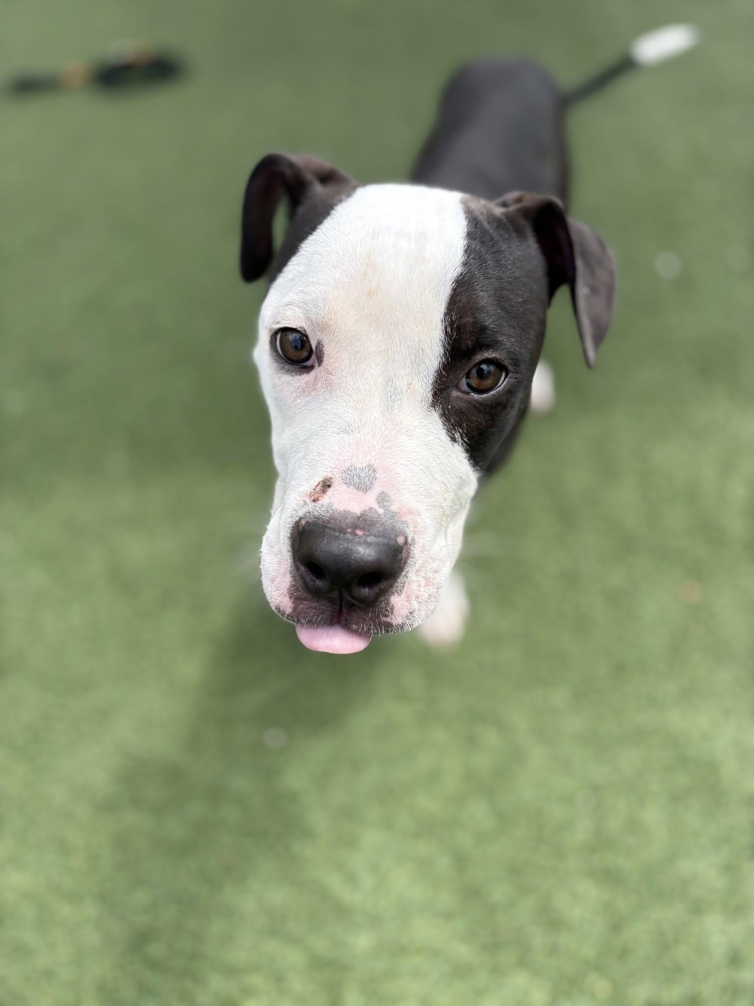 Picnic, an adopted mixed breed in Cleveland, OH image 4/6