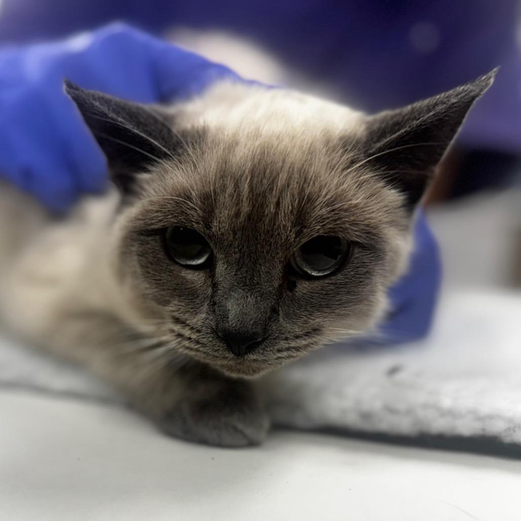 Enlarge Tara, a Adoptable Domestic Short Hair in Starkville, MS image 1/1