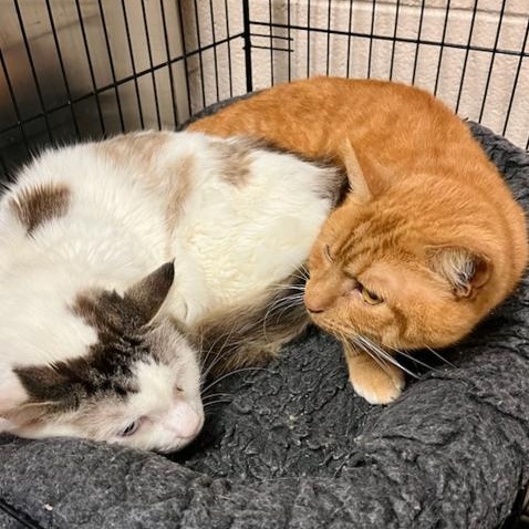 Mouseke-Tool, Adoptable, Adult Male Domestic Medium Hair.