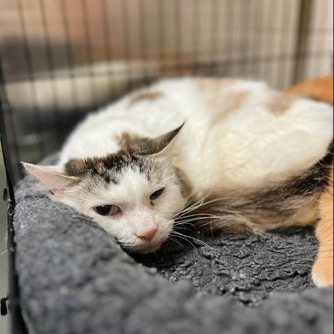 Enlarge Mouseke-Tool, a Adoptable mixed breed in Martinsville, VA image 2/4