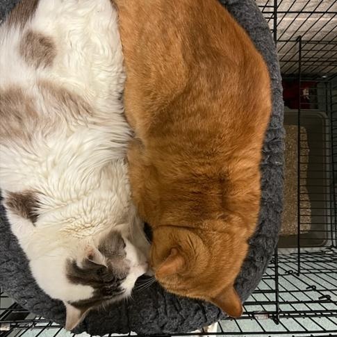 Enlarge Mouseke-Tool, a Adoptable mixed breed in Martinsville, VA image 3/4