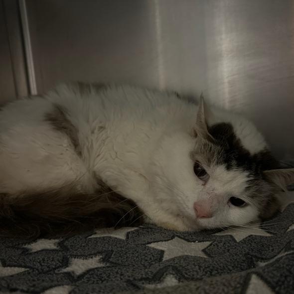 Enlarge Mouseke-Tool, a Adoptable mixed breed in Martinsville, VA image 4/4