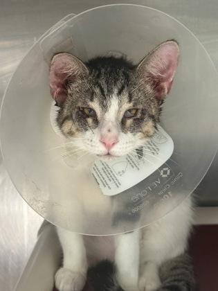 Enlarge Austin, a Adopted Domestic Short Hair in Athens, GA image 2/3