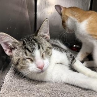 Enlarge Austin, a Adopted Domestic Short Hair in Athens, GA image 3/3