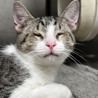 Austin, Adopted, Young Male Domestic Short Hair.
