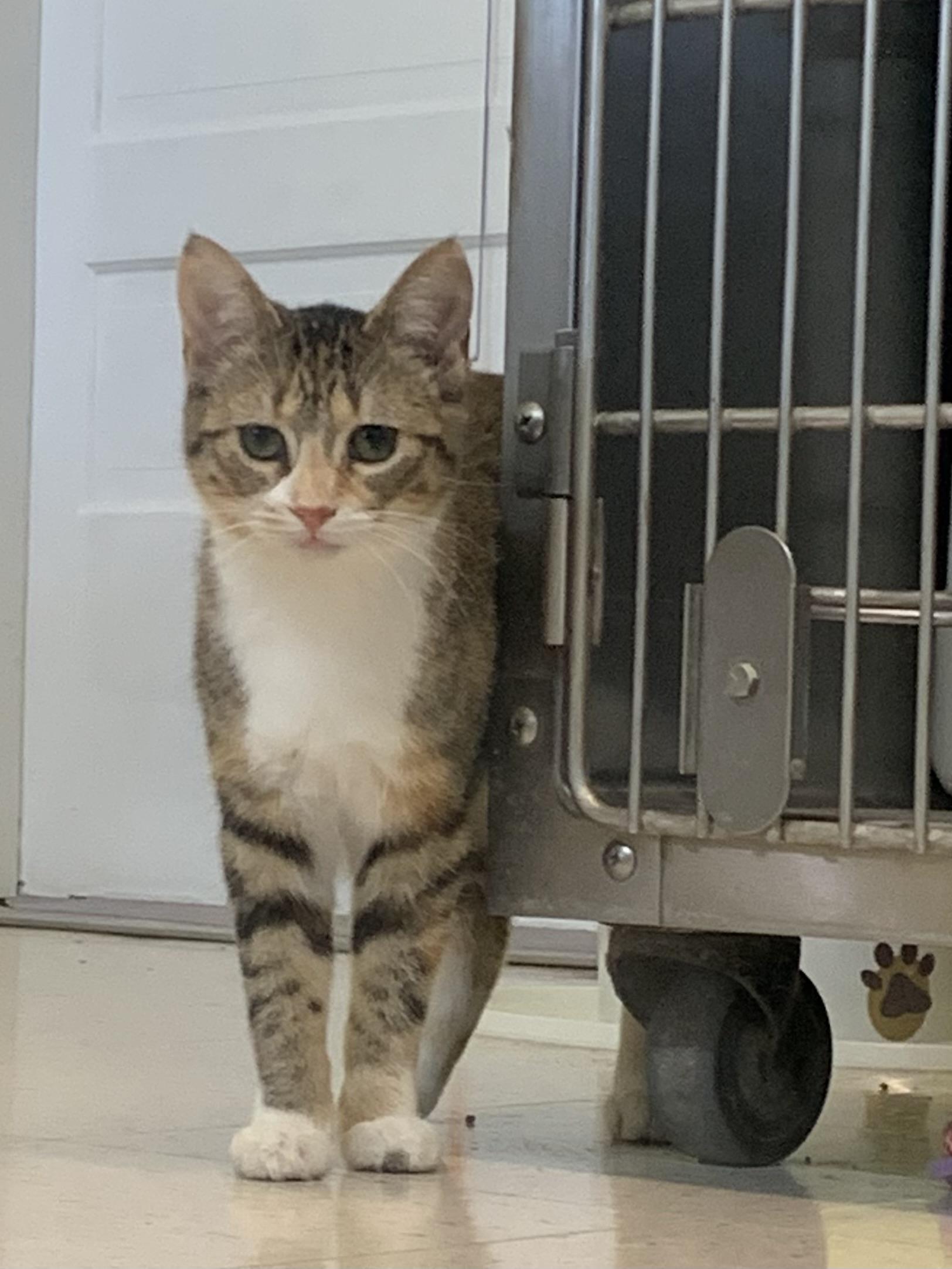 Patience, Adoptable, Young Female Domestic Short Hair.