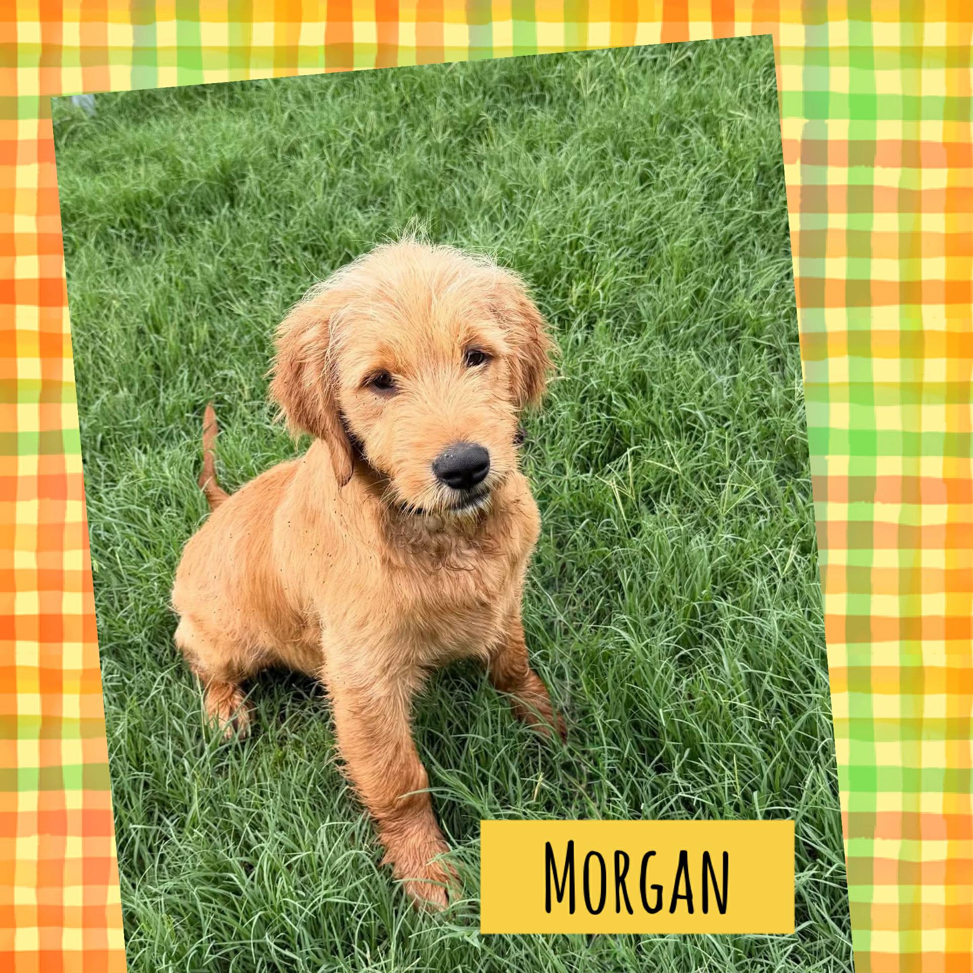 Morgan, ADOPTABLE, Puppy Male Labradoodle & Mastiff.