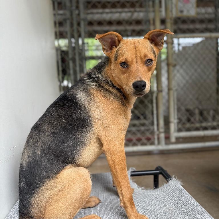 Prince, Adoptable, Young Male Mixed Breed.