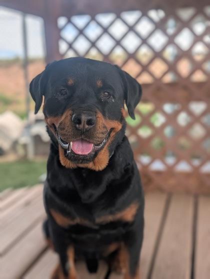 Dwight, Adoptable, Adult Male Rottweiler & Mixed Breed.
