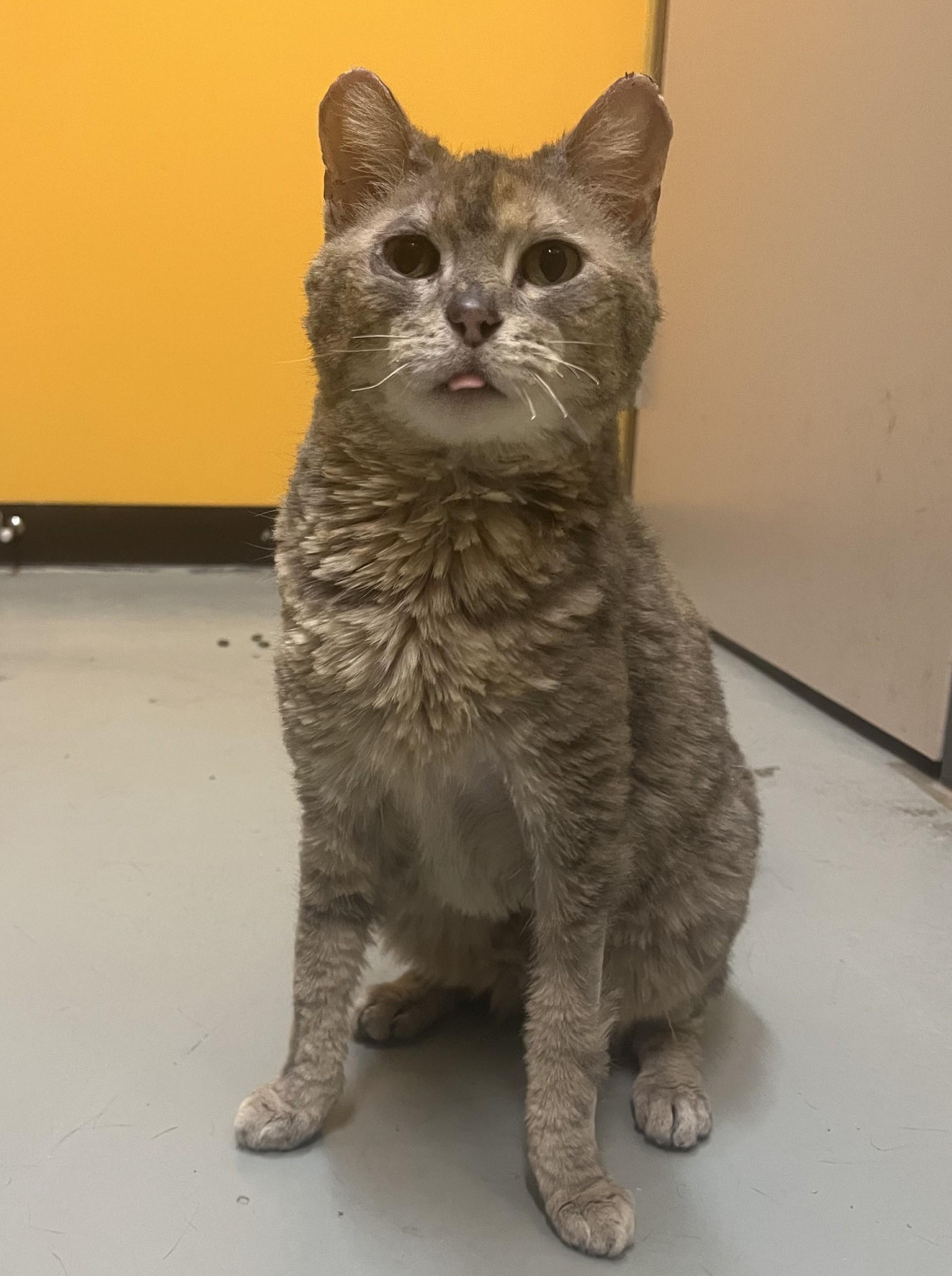 Cinder, adopted, Adult Female Domestic Short Hair.