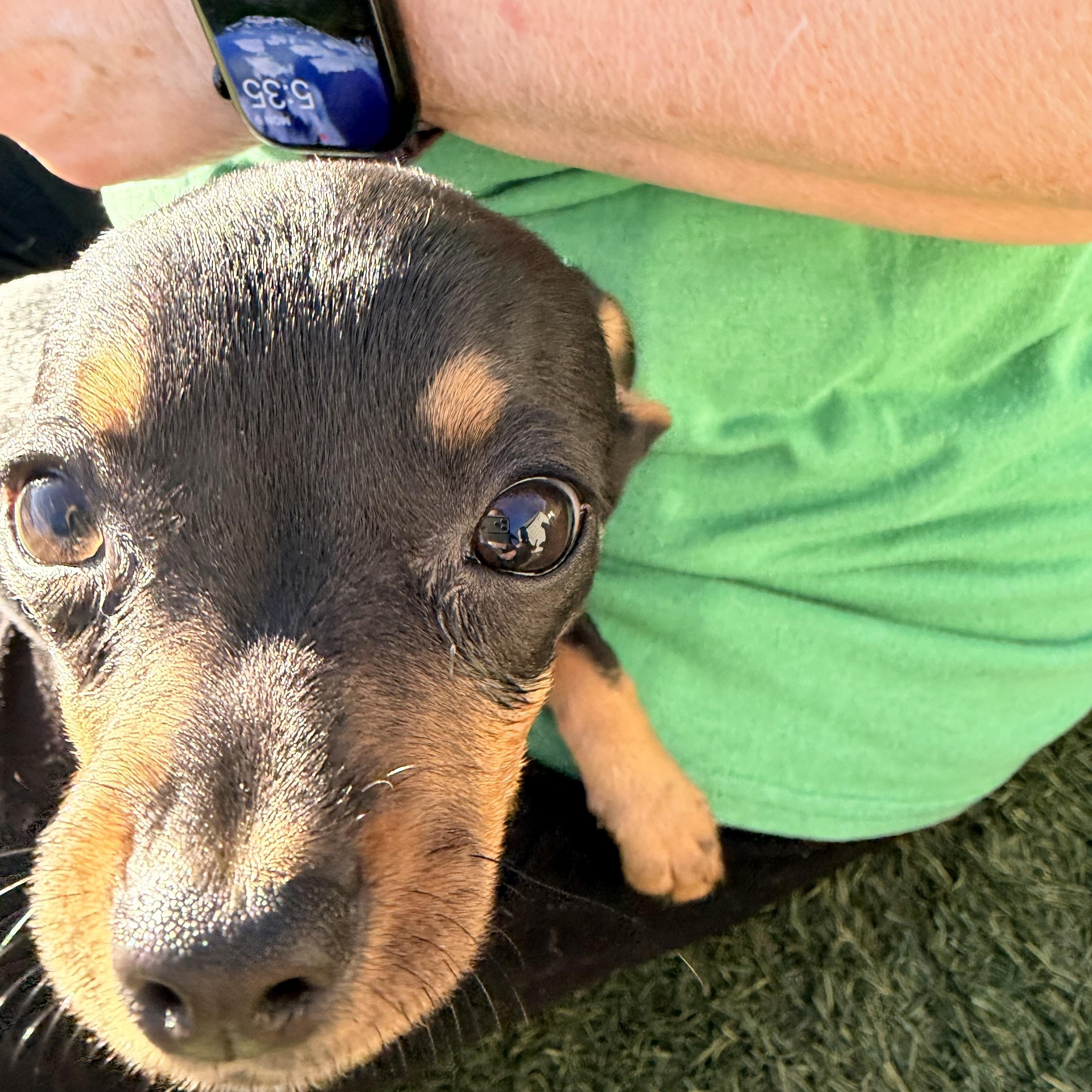 Enlarge Ham - The Pizza Litter - SPECIAL NEEDS, a Adoptable mixed breed in Kentwood, MI image 6/6