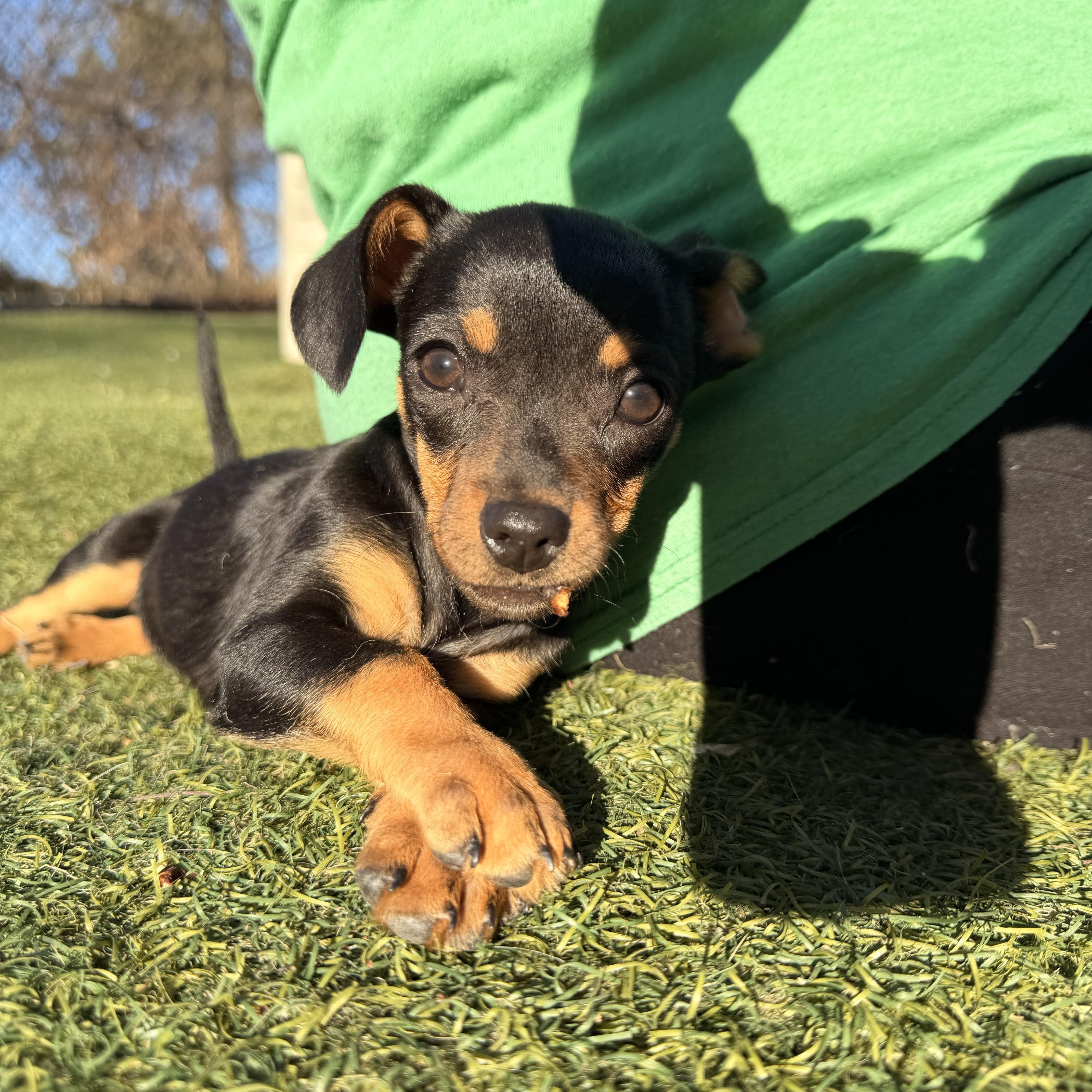 Enlarge Ham - The Pizza Litter - SPECIAL NEEDS, a Adoptable mixed breed in Kentwood, MI image 1/6