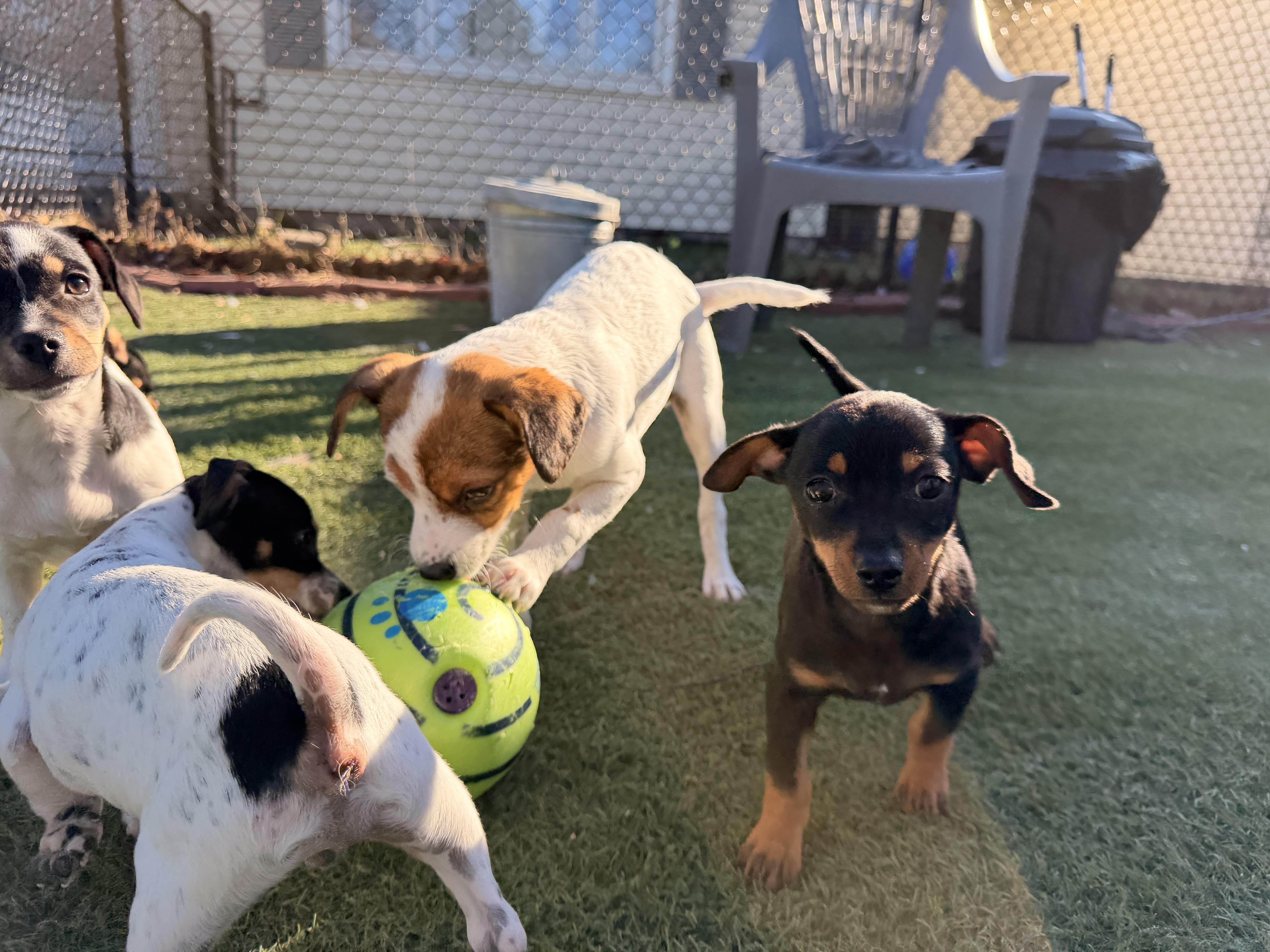 Enlarge Ham - The Pizza Litter - SPECIAL NEEDS, a Adoptable mixed breed in Kentwood, MI image 5/6