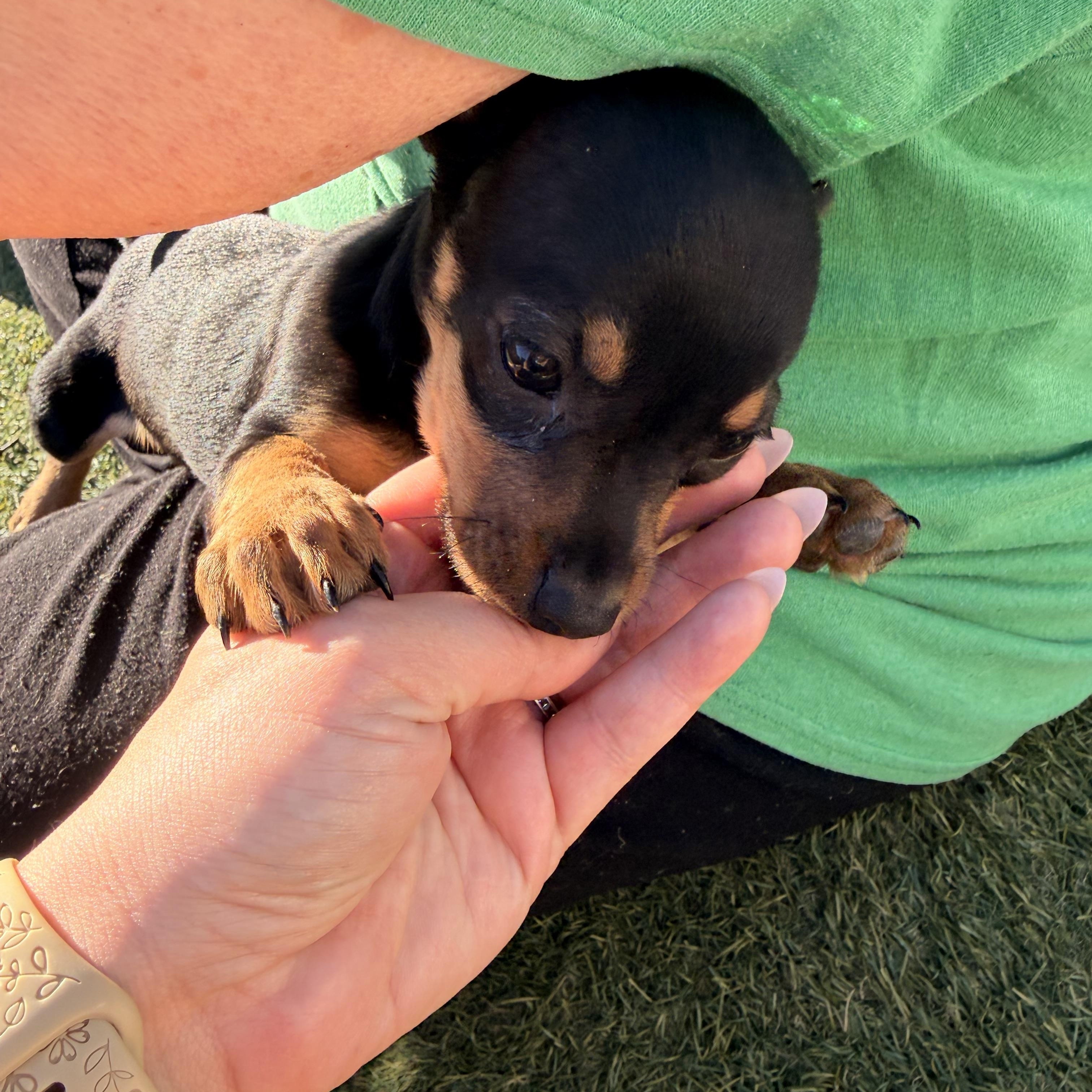 Enlarge Ham - The Pizza Litter - SPECIAL NEEDS, a Adoptable mixed breed in Kentwood, MI image 2/6