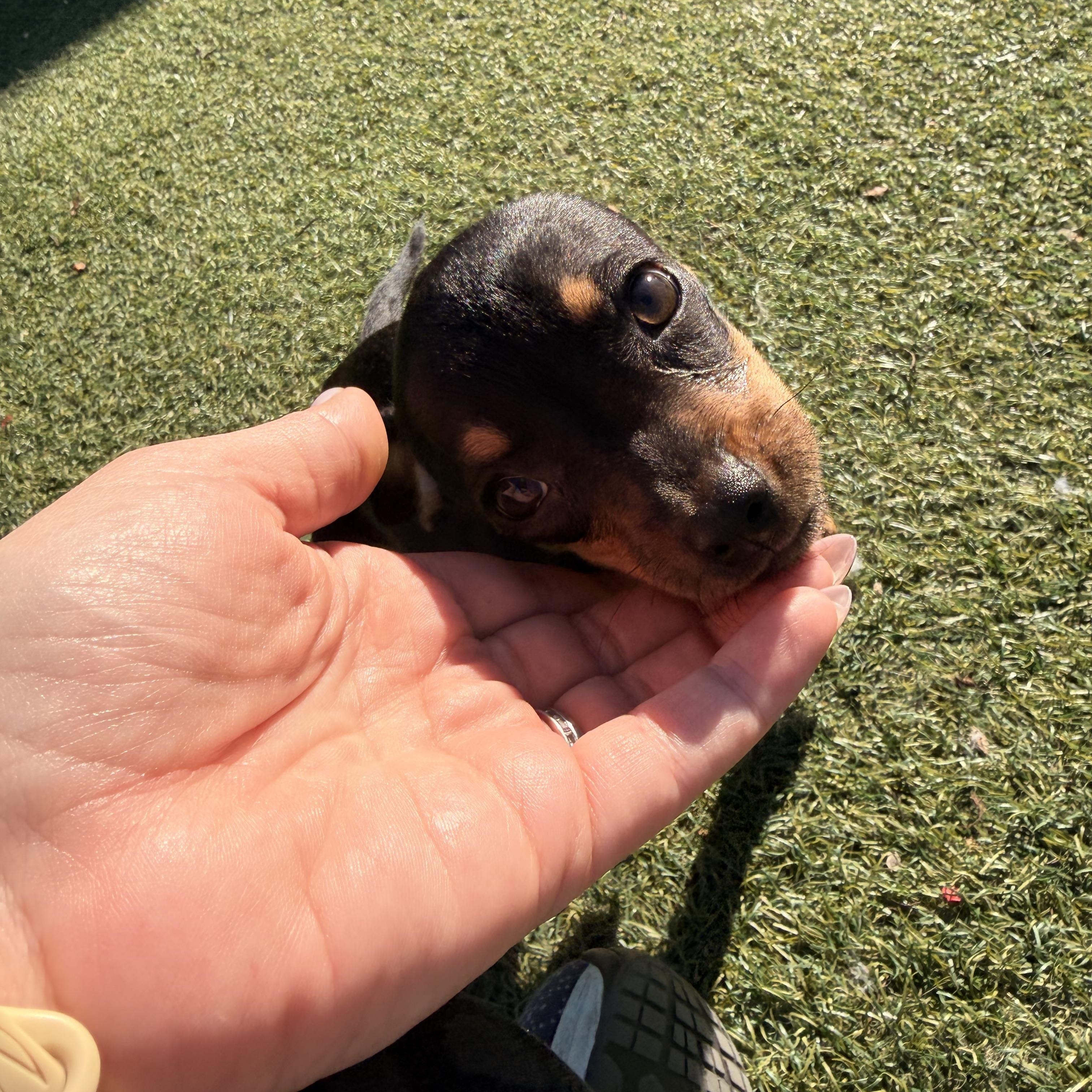 Enlarge Ham - The Pizza Litter - SPECIAL NEEDS, a Adoptable mixed breed in Kentwood, MI image 3/6