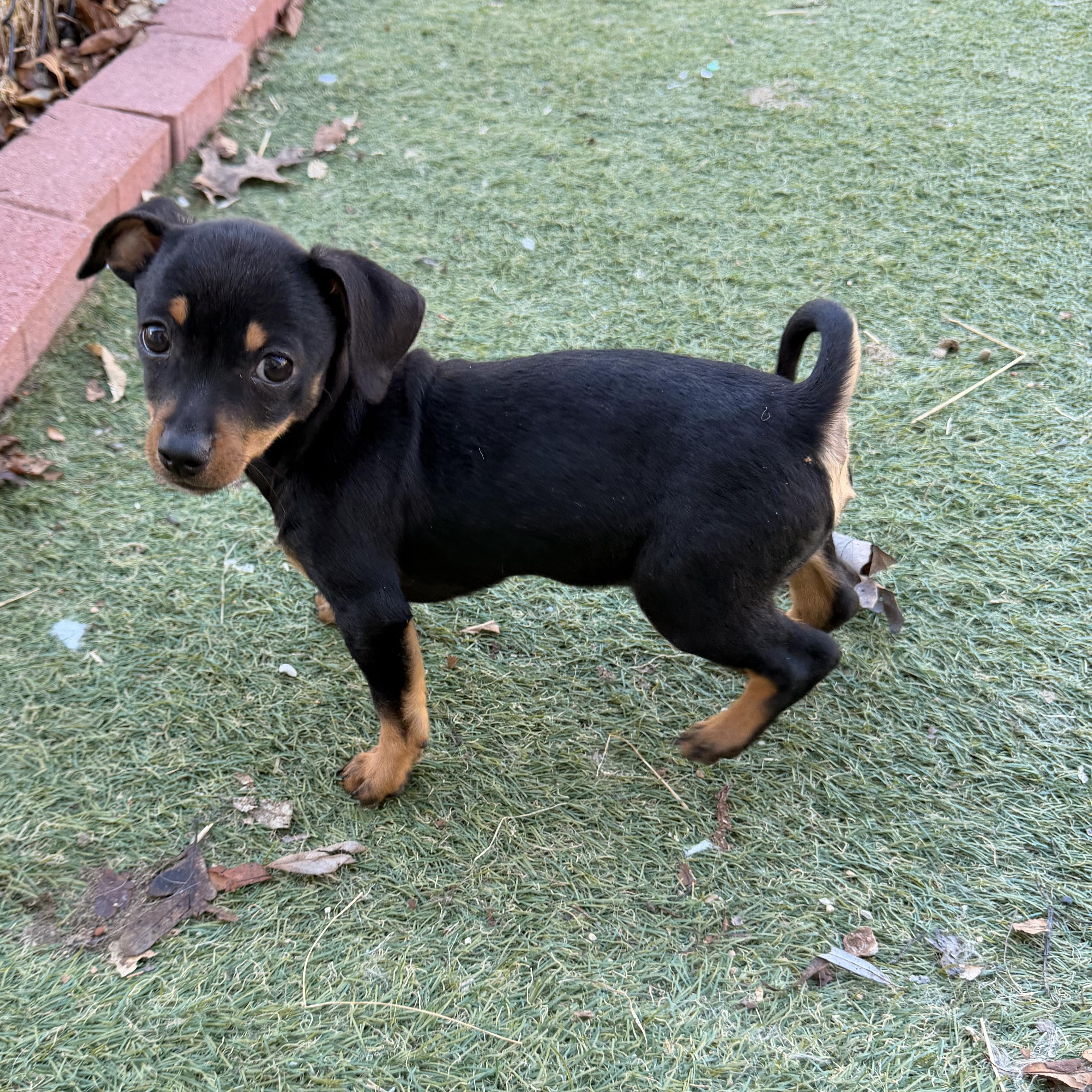 Enlarge Ham - The Pizza Litter - SPECIAL NEEDS, a Adoptable mixed breed in Kentwood, MI image 4/6