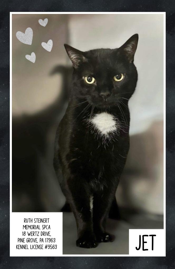 Jet, Adoptable, Adult Male Domestic Short Hair.