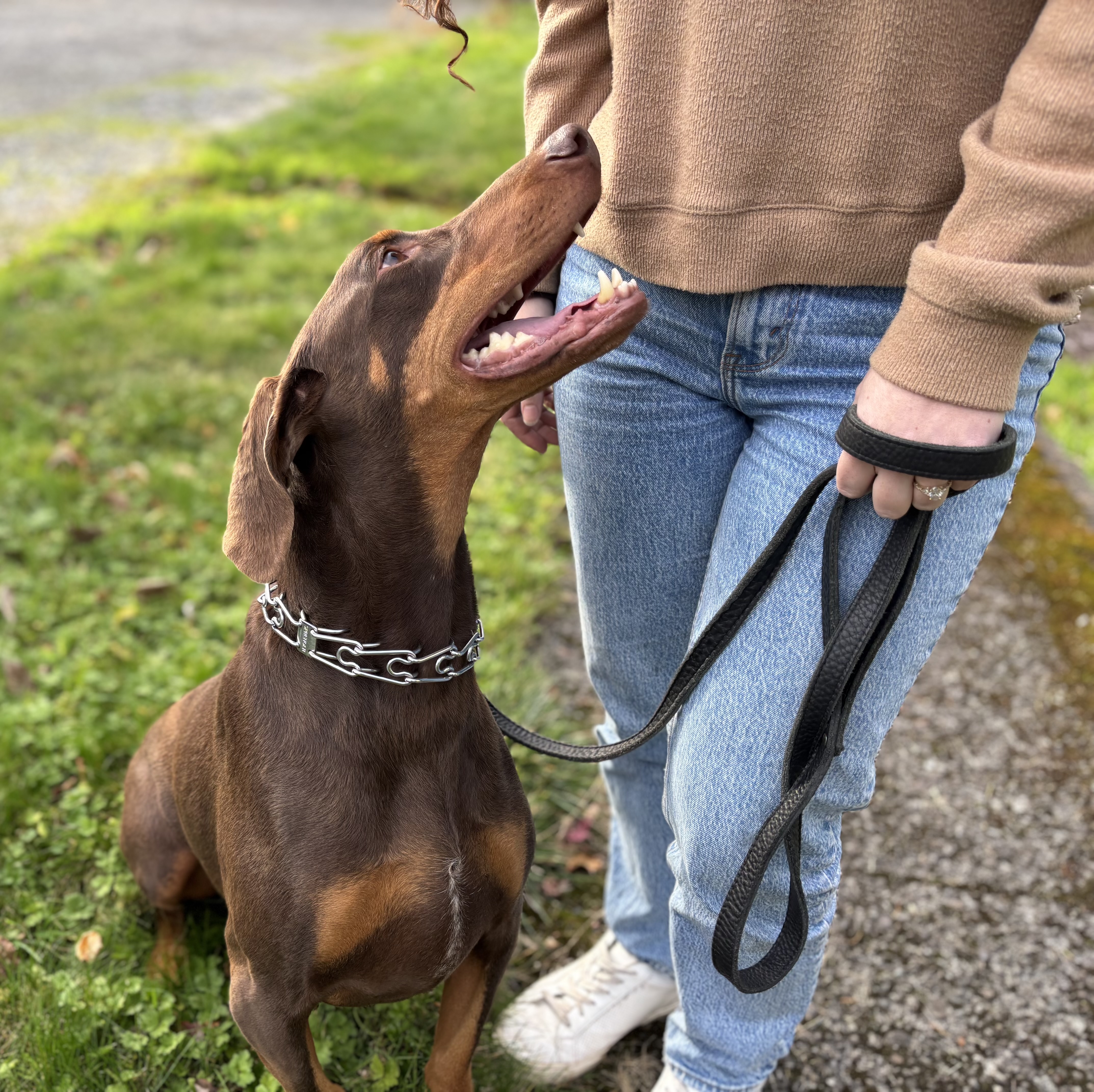 Duncan, Adoptable, Adult Male Doberman Pinscher.