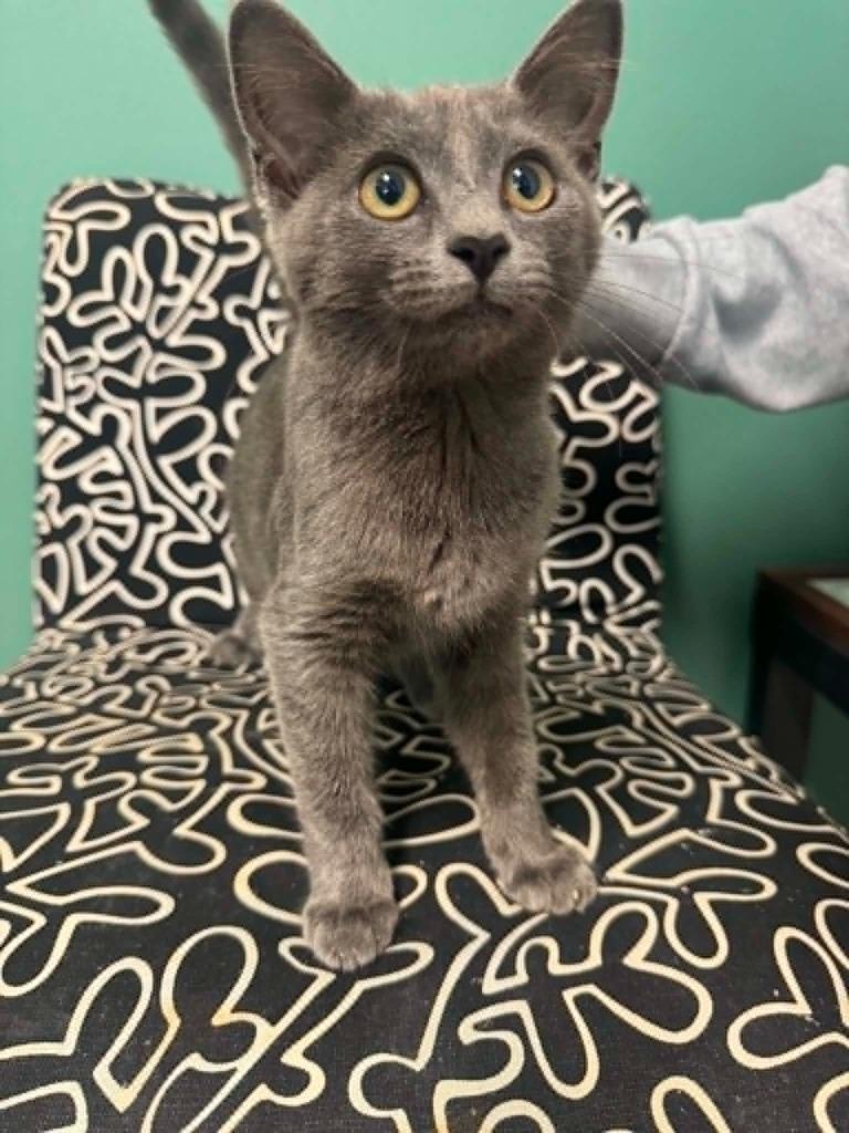 Enlarge Siren, a Adoptable mixed breed in Marion, OH image 1/1