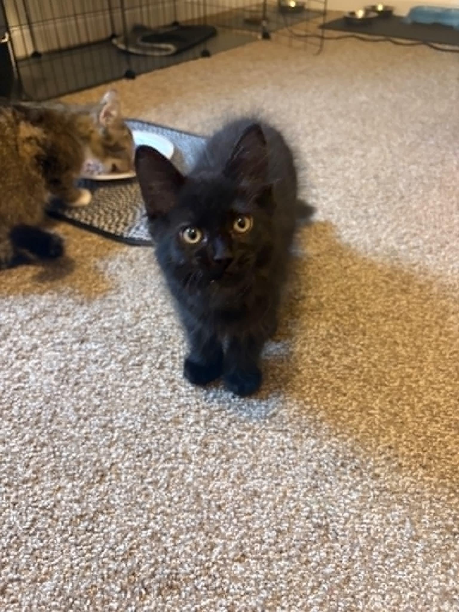 Enlarge Ninja, a ADOPTABLE Domestic Medium Hair in Crown Point, IN image 2/2