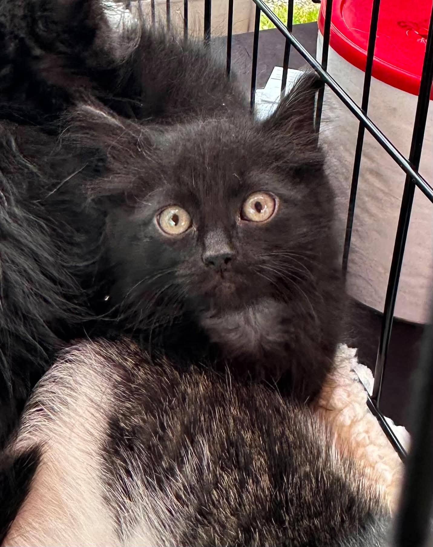 Enlarge Ninja, a ADOPTABLE Domestic Medium Hair in Crown Point, IN image 1/2