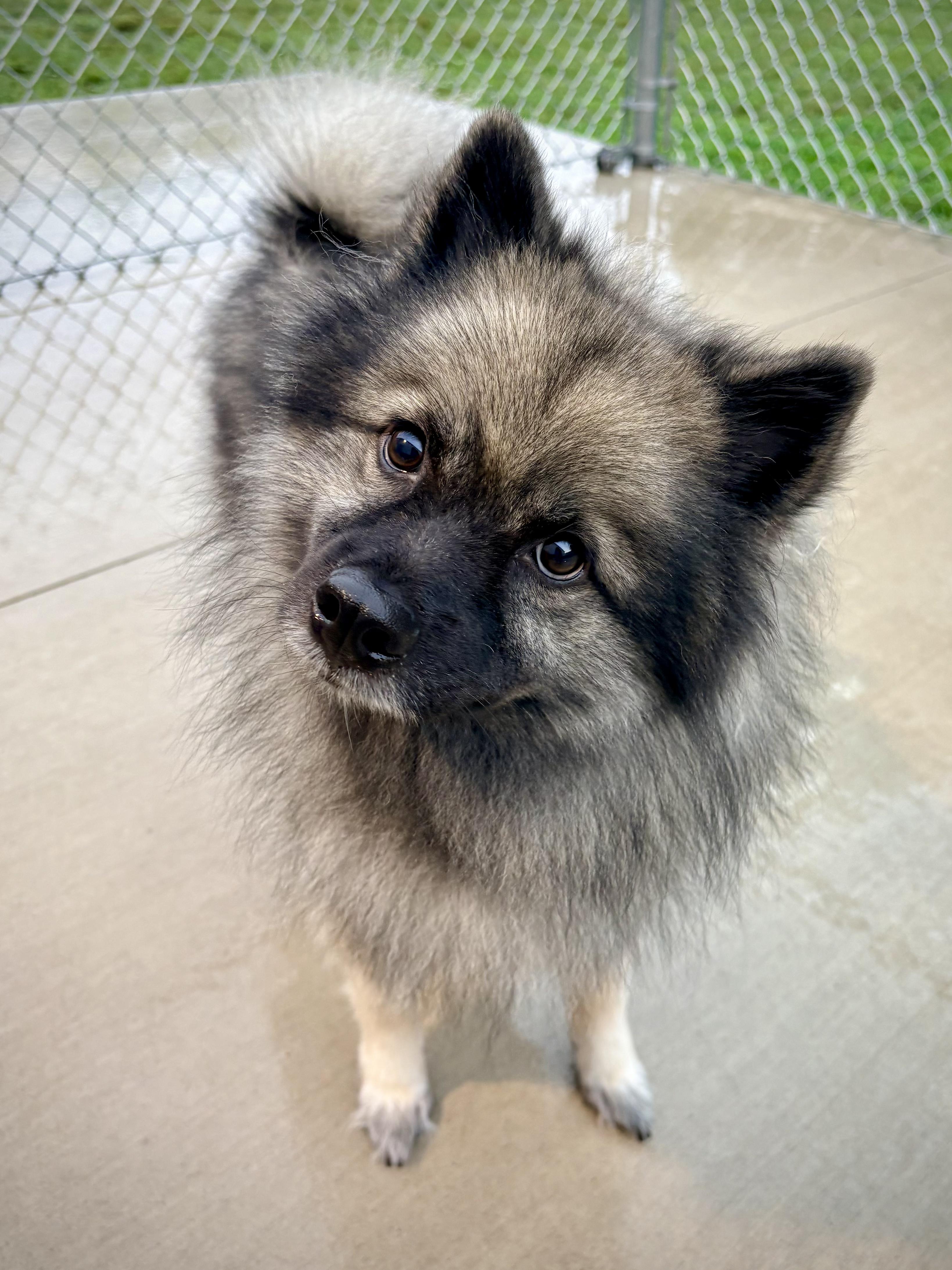 Bella, Adopted, Young Female Keeshond.