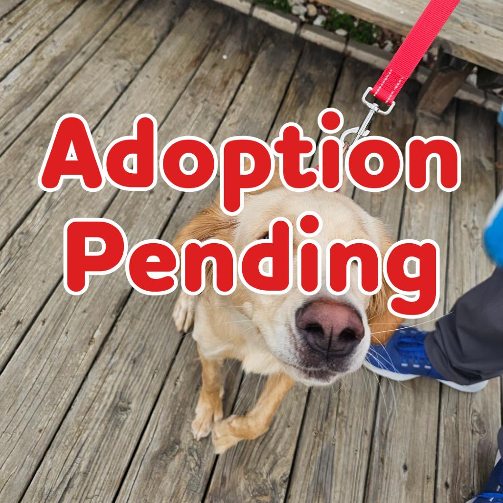 Enlarge Kira 26-005, a Adoptable mixed breed in Little Rock, AR image 1/1