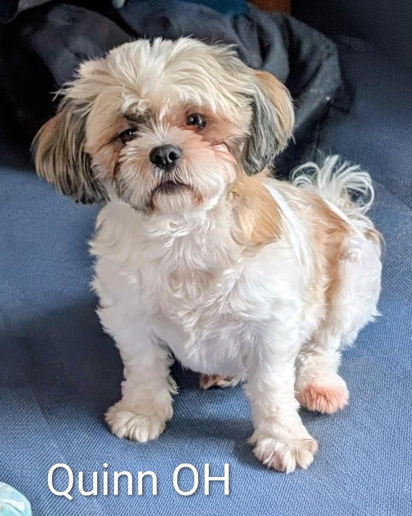 Quinn, Adoptable, Adult Female Shih Tzu.