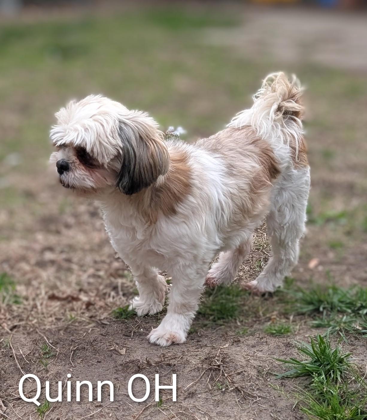 Enlarge Quinn, a Adoptable mixed breed in Holland, OH image 2/2