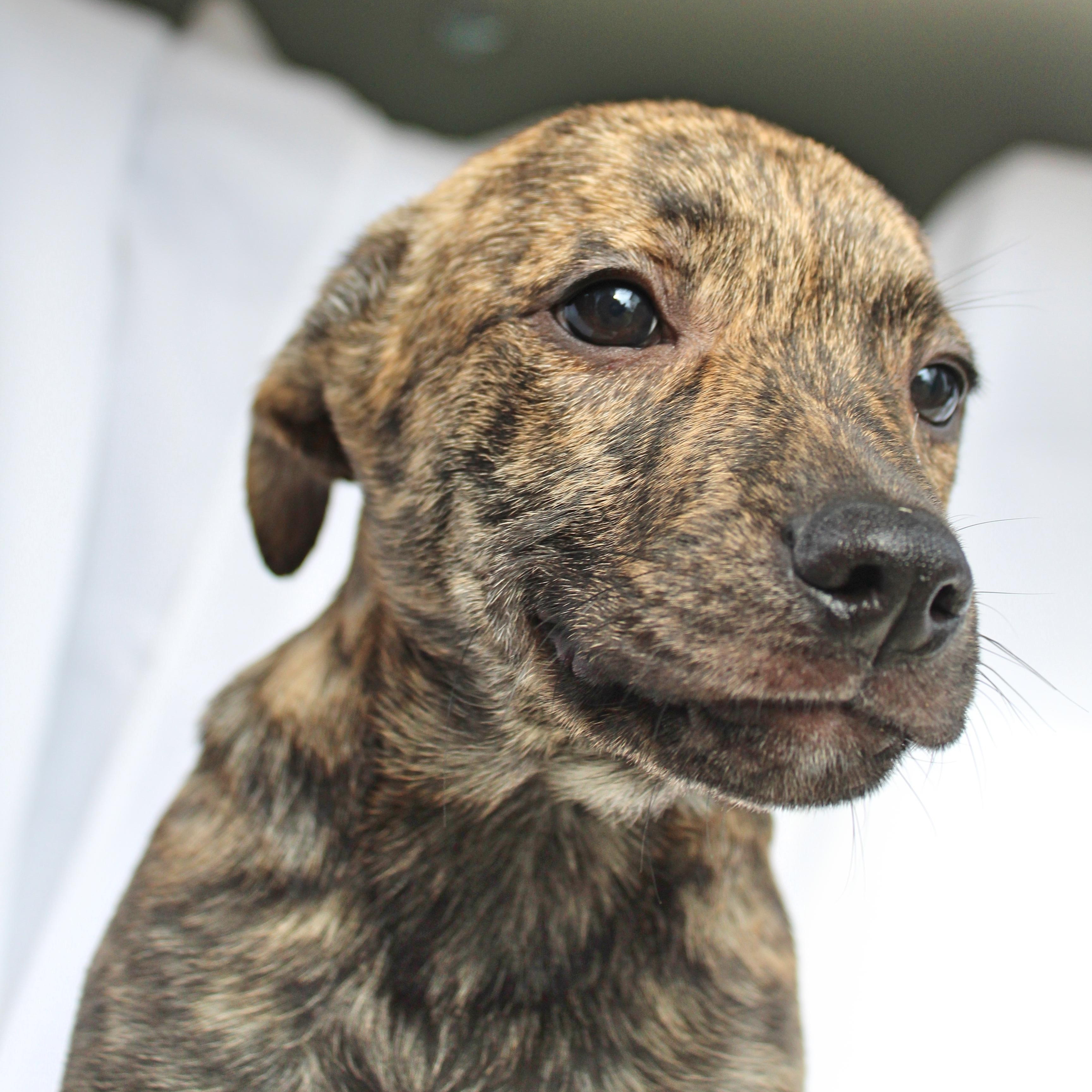 Enlarge Chong, a ADOPTABLE mixed breed in Springfield, OH image 1/5