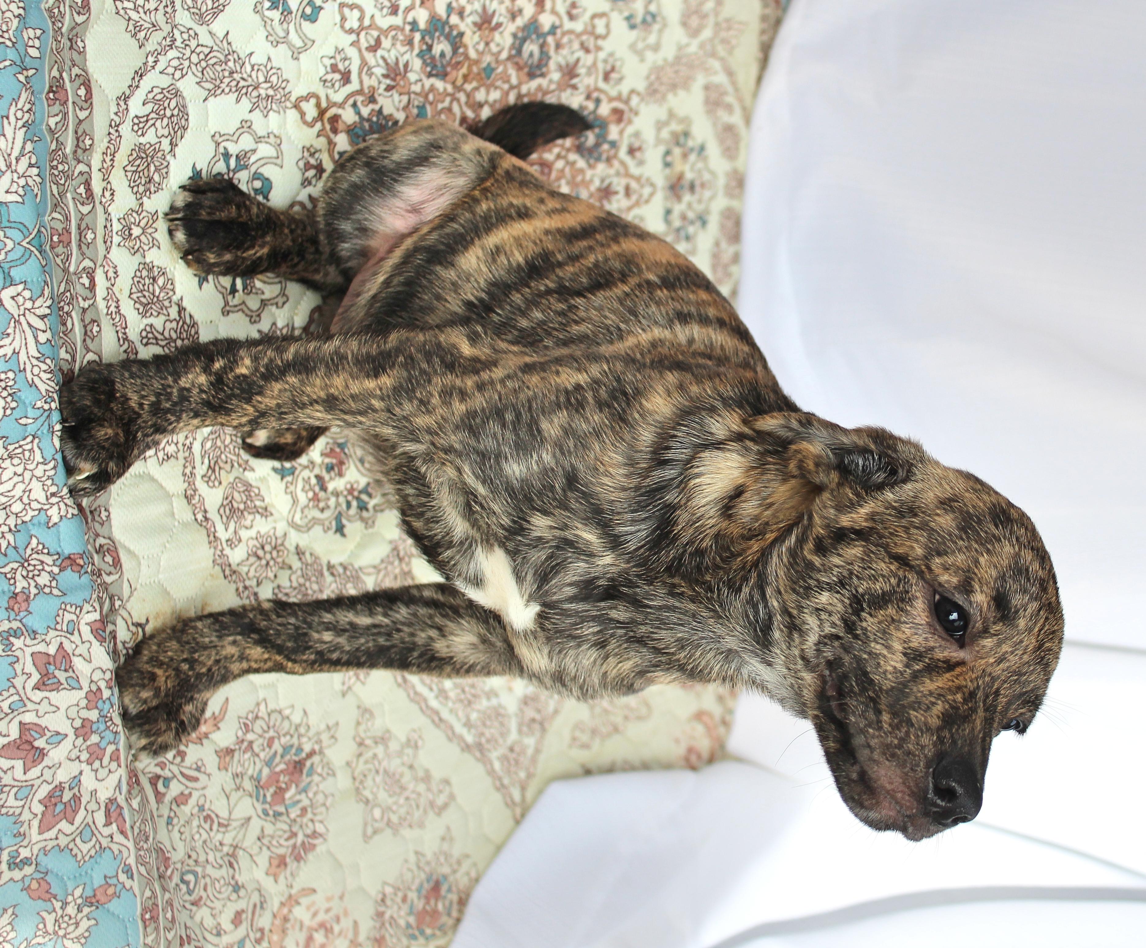 Enlarge Chong, a ADOPTABLE mixed breed in Springfield, OH image 3/5