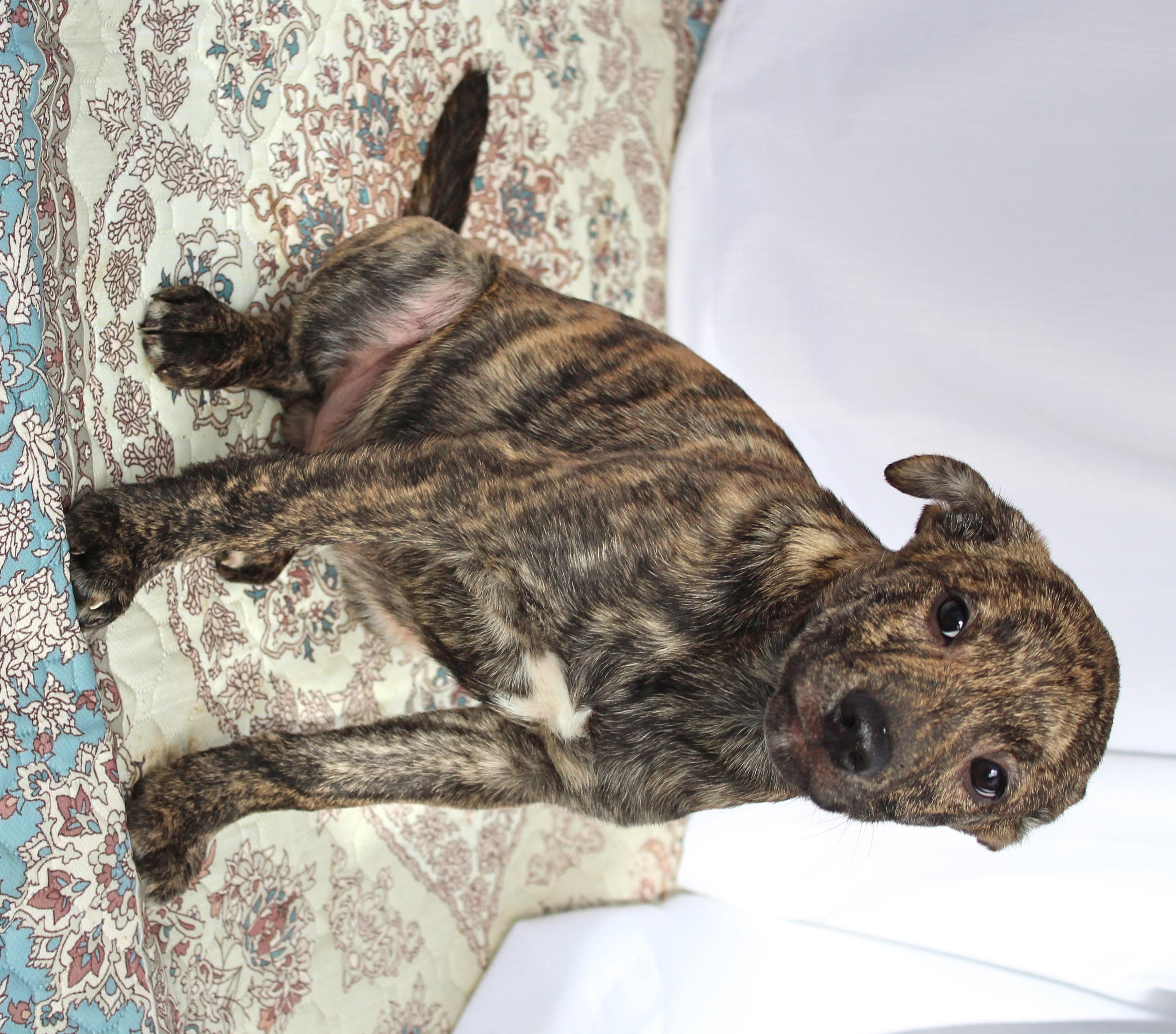 Enlarge Chong, a ADOPTABLE mixed breed in Springfield, OH image 5/5