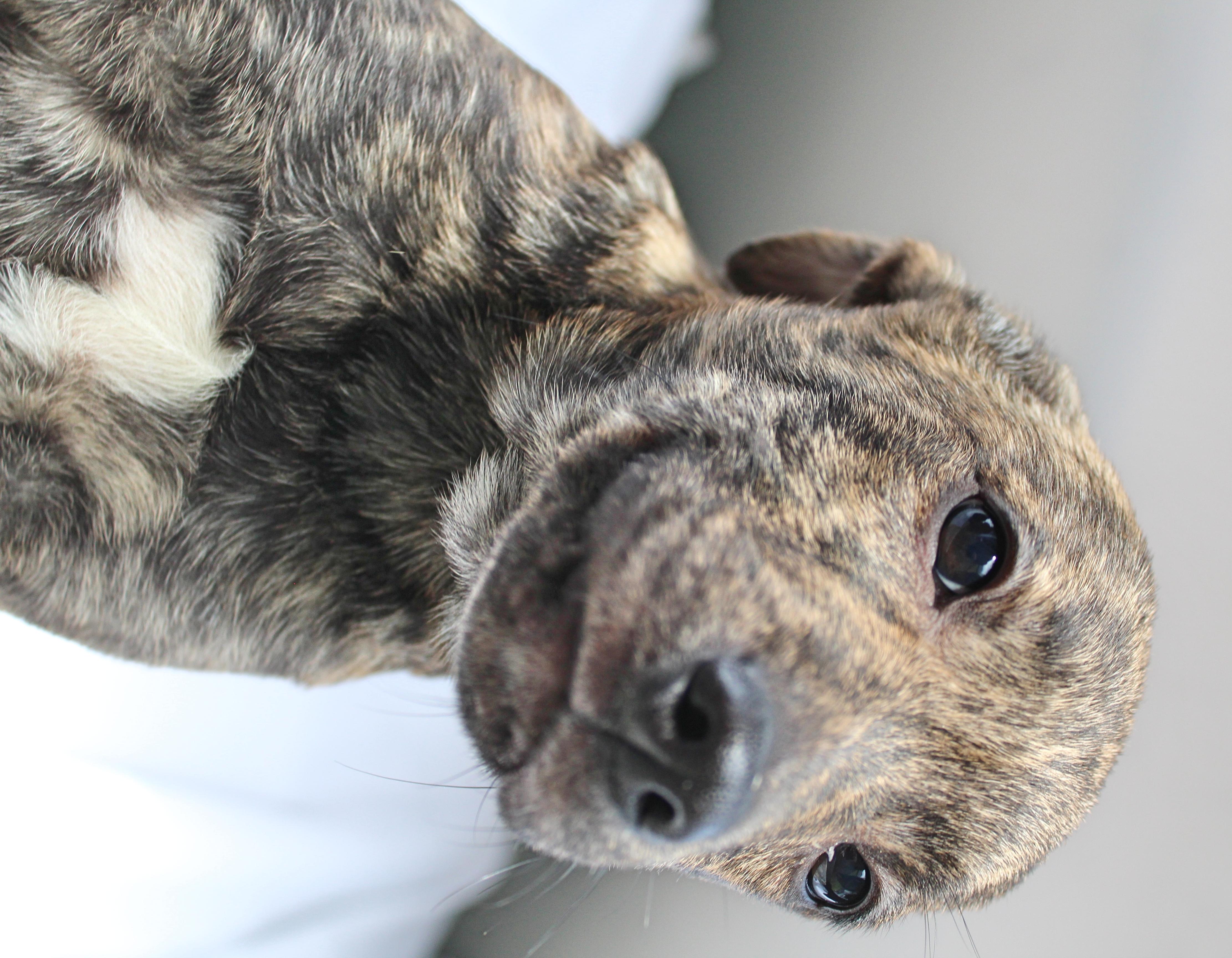 Enlarge Chong, a ADOPTABLE mixed breed in Springfield, OH image 4/5