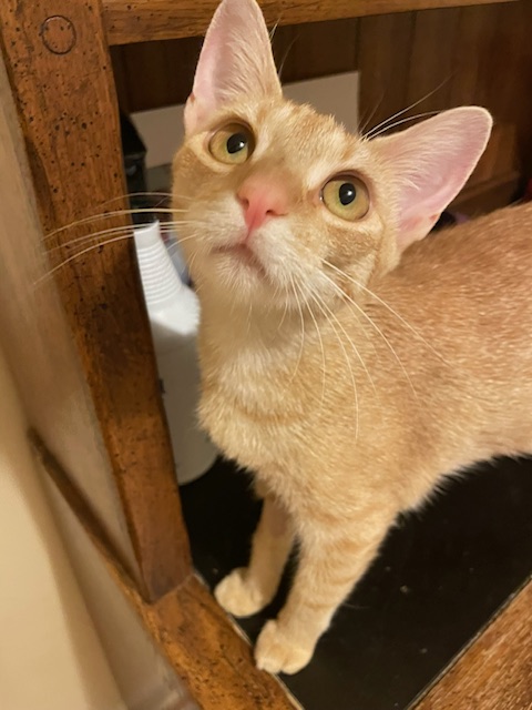 CP - NC Peaches, Adoptable, Kitten Female Domestic Short Hair & Tabby.