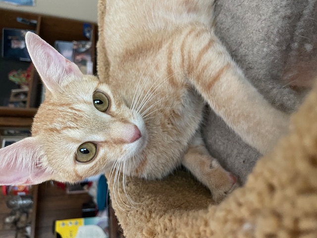 CP - NC Peaches, a Adoptable mixed breed in Winston Salem, NC image 2/5