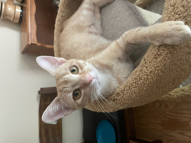 CP - NC Peaches, a Adoptable mixed breed in Winston Salem, NC image 3/5