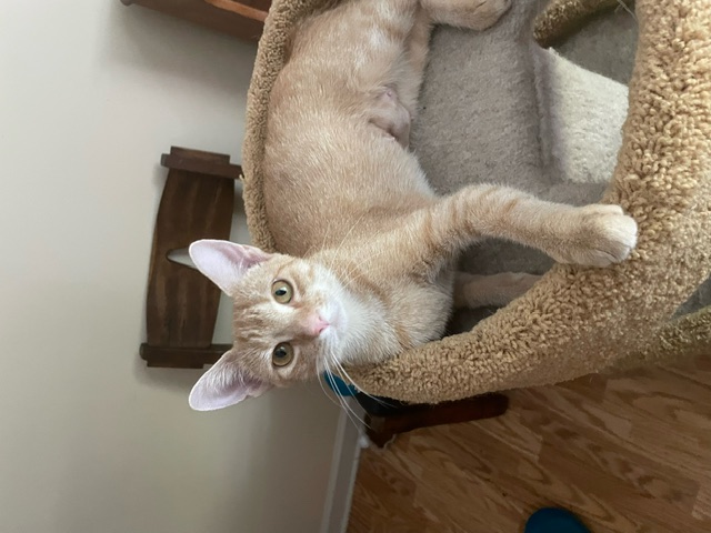 CP - NC Peaches, a Adoptable mixed breed in Winston Salem, NC image 4/5